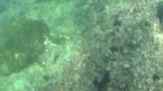 preview picture of video 'Underwater Huatulco. Bajo del agua en Huatulco.'