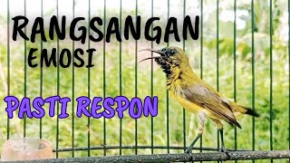 Download lagu PANCINGAN SOGON GACOR NGLEPER MEMANGGIL LAWAN‼SANGAT EFEKTIF UNTUK PANCINGAN SOGON BAHAN mp3