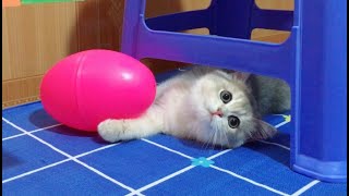 Oh my God naughty Leo cat vs huge egg 🤪 Too cute