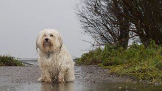 Havanese Grooming Tips: Keeping Your Dog's Coat Gorgeous