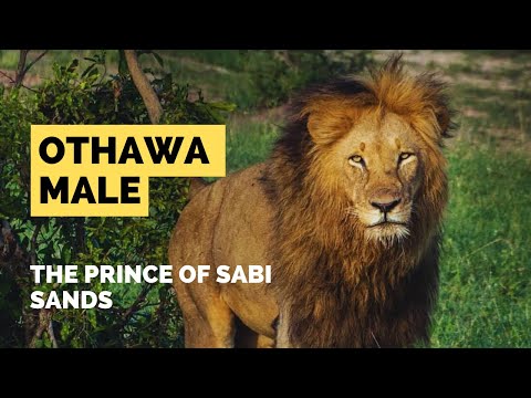 El macho OTHAWA (Othawa Male) | NGUVU - El Príncipe de Sabi Sands #nature #animals #viral #lion