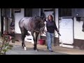 Goffs London Sale Walking Video Shine So Bright