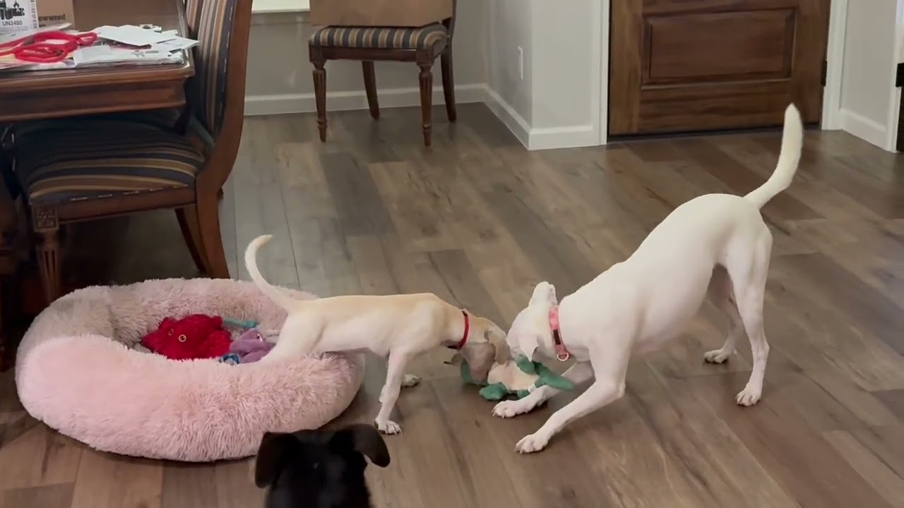 Enlarge Babs, a Adoptable mixed breed in Houston, TX video 2/6