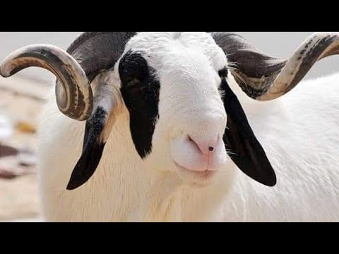 LƐID AMEQṚAN [ ASFEL N TIDEŢ ]