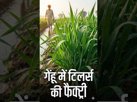 गेंहू में टिलर्स की फैक्ट्री! 🌾 1 पौधे से 50 कल्ले कैसे? 😱 | Wheat Tillering Secrets