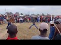 Fight For A Cow Traditional War Dikoma Mapulaneng