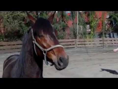 Harry Traberwallach März12.WMV