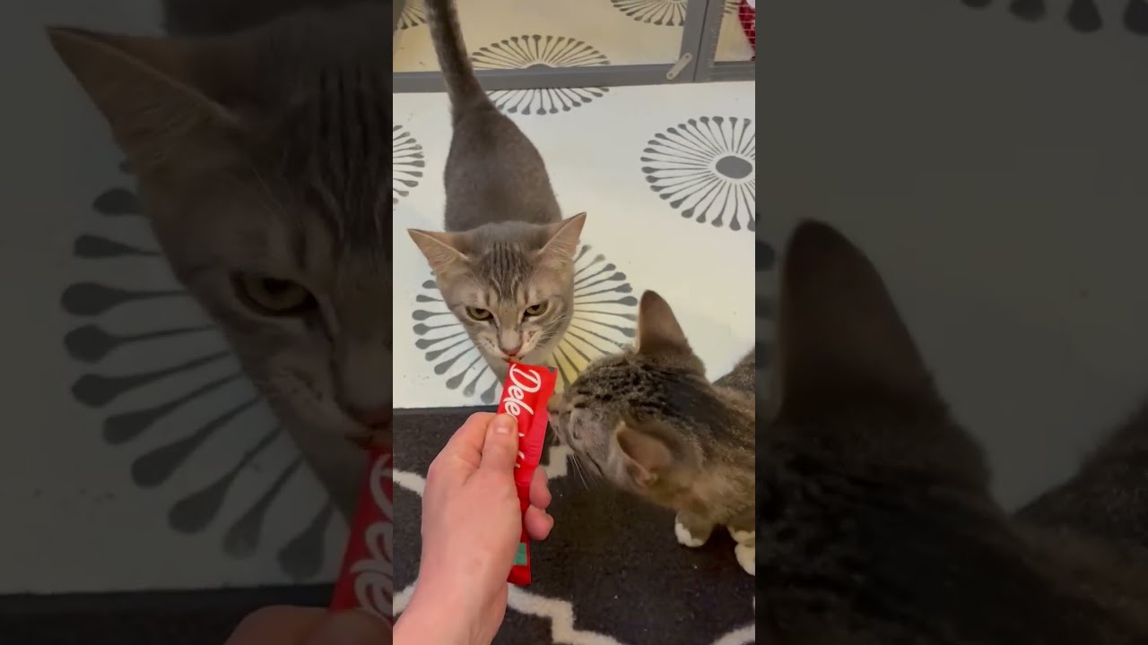 Enlarge Porky, a Adoptable Domestic Short Hair in Tillamook, OR video 4/6