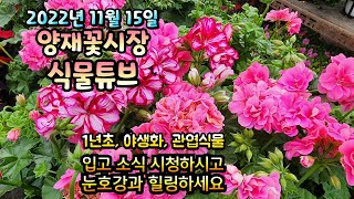 양재꽃시장 식물튜브 (22년 11월 15일) 입고 영상 시청 하시면서 눈호강과 힐링 하세요~  #양재꽃시장 …
