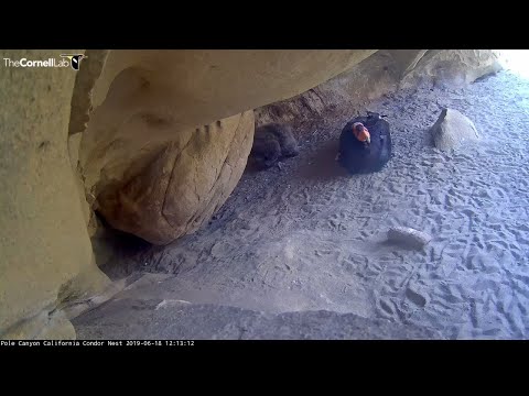 Male Condor #262 Sits For A Visit With Chick – June 18, 2019