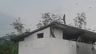 Download lagu Di Malaysia ternyata cukup di respon suara ini mp3