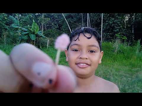 Mostrando o caraparu de Santa Isabel do Pará do nosso tio e da nossa tia