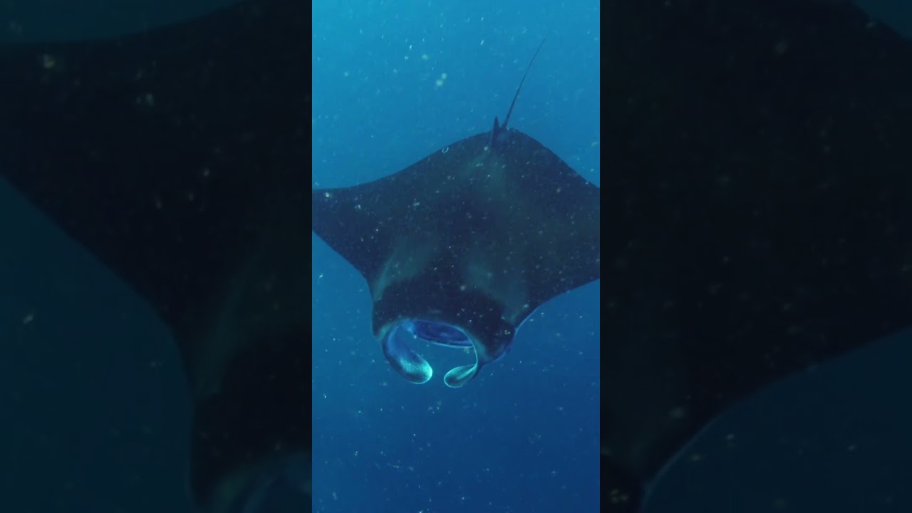 Manta Munchies