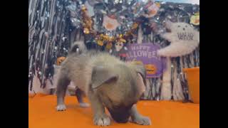 ハーフ犬の動画01