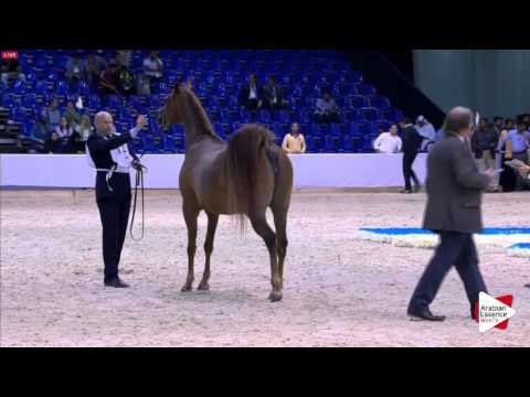 N.121 DJOONAM OS - Dubai 2016 - Mares 7-9 years old (Class 6)