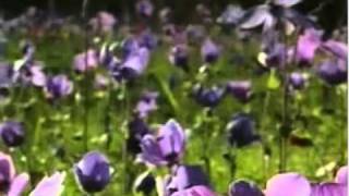 Yaşar Özel - Doymadım sana ağlarım