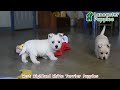 West Highland Terrier dogs for sale: Remy - Video 1