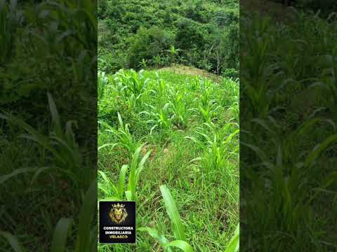 SE VENDE O SE PERMUTA FINCA EN PANDI CUNDINAMARCA $220.000.000 1.000M CEL 3233246784 3137507160