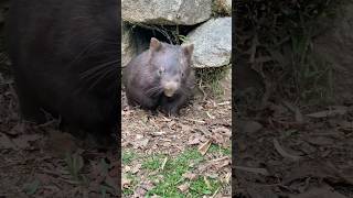 Feeding time✨ウォンバットご飯の時間 #animals #australiadiaries #オーストラリア #naturelovers #visitaustralia