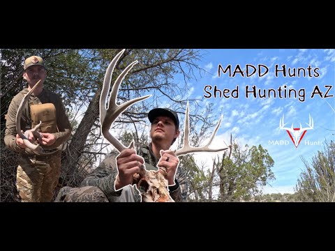 Shed Hunting Az Mule Deer