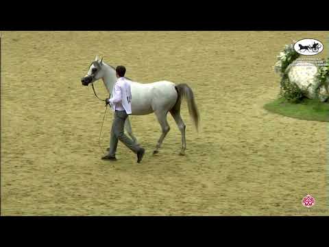 N 114 MUTABAHI AL WAAB   Qatar Peninsula Horse Show for Individual Owners 2022   Colts 2 Years Old C