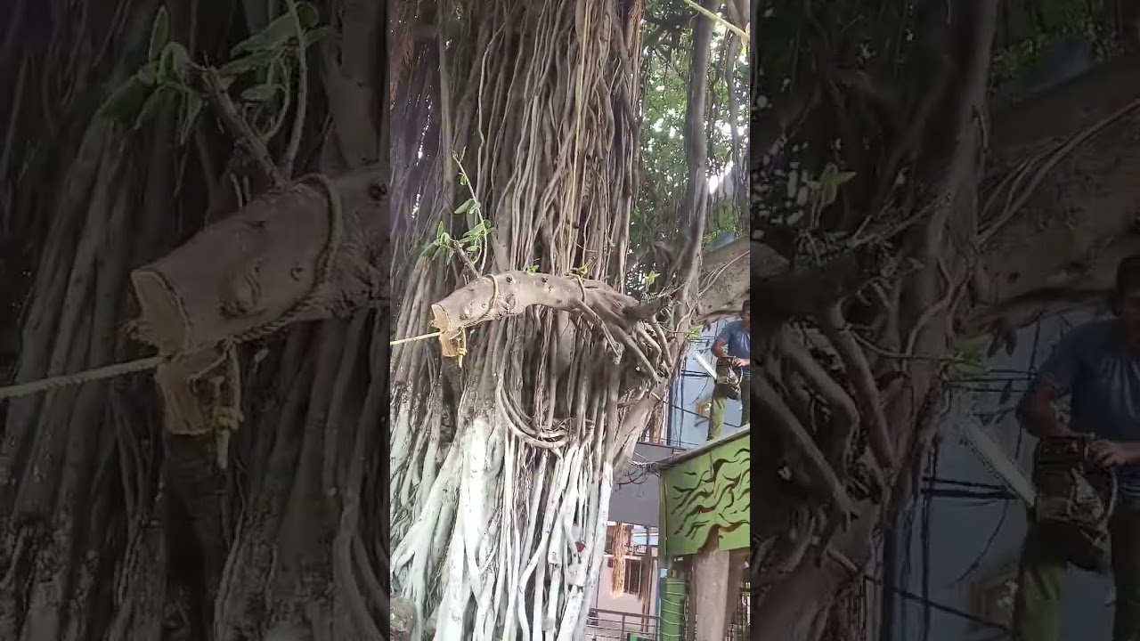 Professional Tree Cutting - NHN Trees Cutting Services Near Me #affordabletreeservices