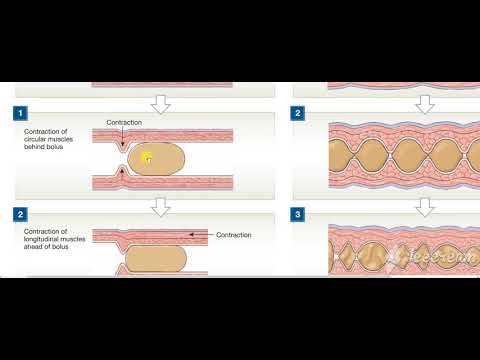 Peristalisis Vs Segmentation 2