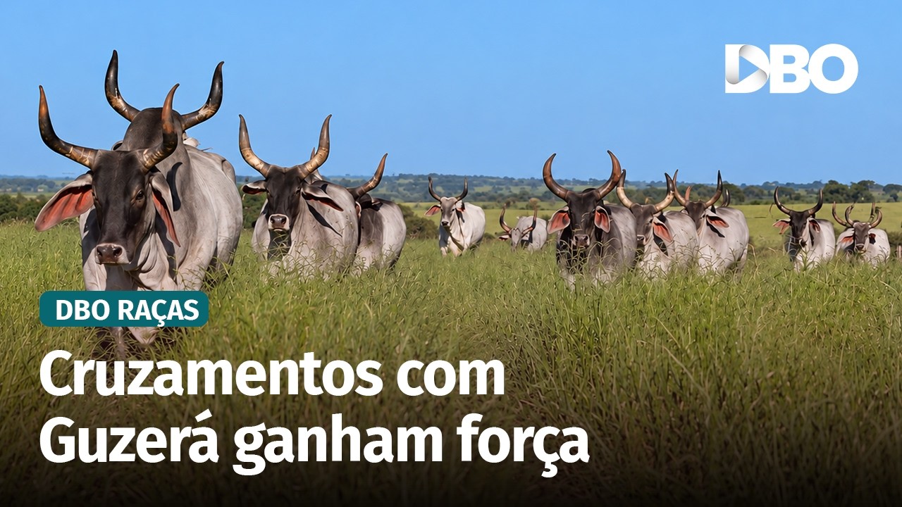 Guzerá amplia seu potencial com avanços genéticos