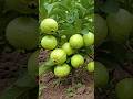 Grow Guava Tree FAST With These Pro Tips Guava Fruittree Gardening