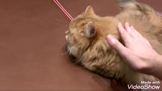 猫カフェモカ