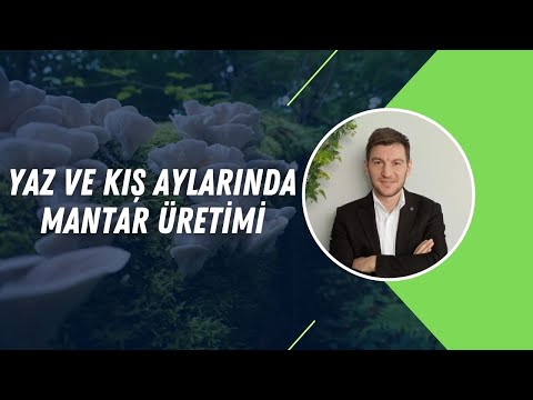YAZ VE KIŞ AYLARINDA MANTAR ÜRETİMİ | TEORİDEN PRATİĞE MANTAR ÜRETİMİ
