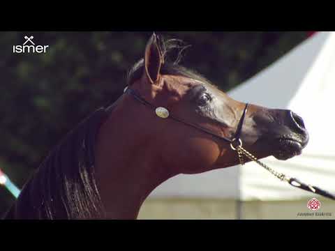 N 150 BADER AKMAL   Strohen 2020 International Show   Yearling Colts Class F