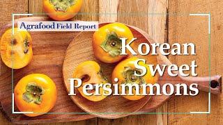 [Agrafood Field Reprot EP.10] Korean Sweet Persimmons, Attention from all over the world