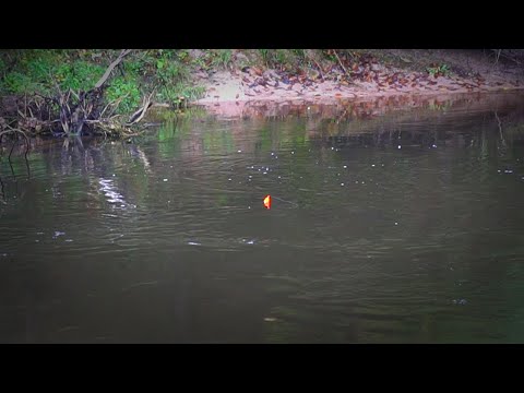 November Chrome Steelhead + Salmon Bobber Downs - Michigan 2021