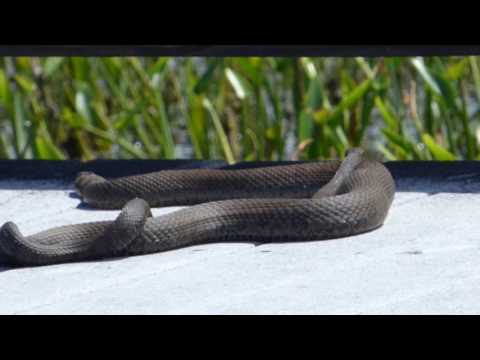 Northern water snakes mating
