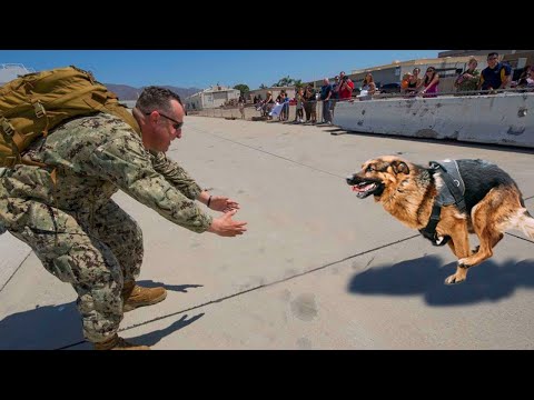 Animals Reunited With Their Owners After Years!