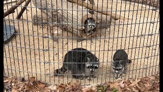 Raccoons at Dauset Trails (News Feature, Feb 2023)