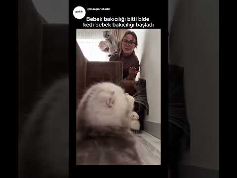 Bi kedi bakıcılığı eksikti o da oldu