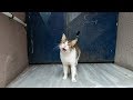 Cat Meowing Very Loudly To Open The Apartment Door