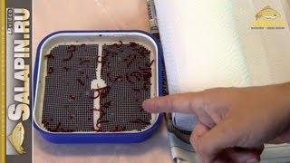 Как промывать мотыля для рыбалки