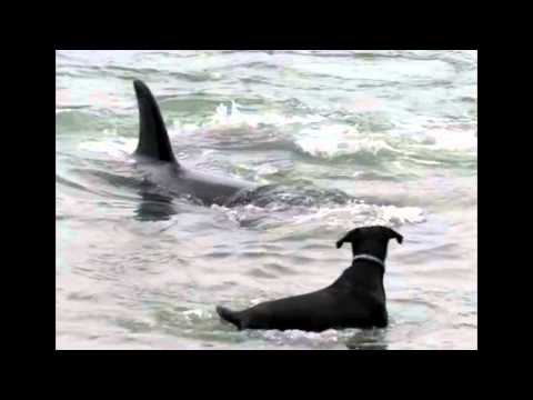 Mrzovoljno Oko ft Kobra Palac - Nemoralna devojka feat @beli_chovek