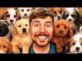Mr Beast Adopted 100 Dogs