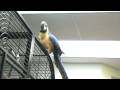 Bosco the blue and gold macaw talking. 