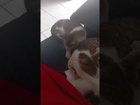 Vídeo de Amora