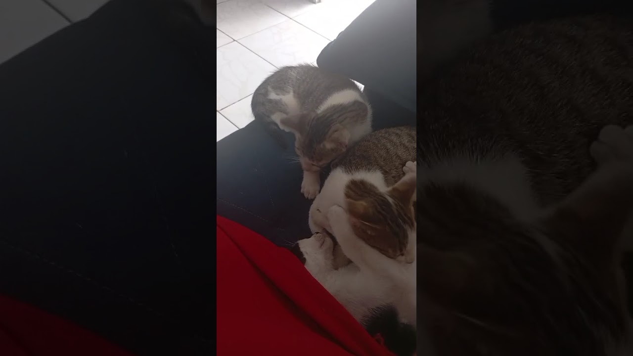 Gato raça SRD-ViraLata idade 2 a 6 meses nome Amora