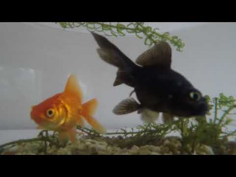 GoPro film goudvissen in de kom 2 minuten