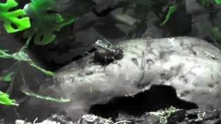 A Male Grey Cricket Chirping For A Female