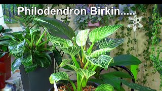Philodendron Birkin, Leuchterblume und Monstera Adansonii. So geht es weiter mit den Pflanzen