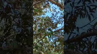 Download lagu Durian Montong 1 dgn Pupuk Organik Ecofarming ORIGINAL mp3