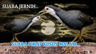 Download lagu DI JAMIN TARET MENDEKAT || SUARA RUAK RUAK KHUSUS MALAM HARI mp3